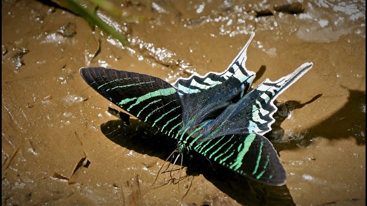 Falena tropicale diurna Urania leilus in volo nella foresta pluviale mostrando ali iridescenti verdi e blu