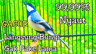 Download lagu AMPUH Pancingan gelatik batu betina gacor mp3