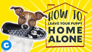 How To Leave Your Puppy Home Alone
