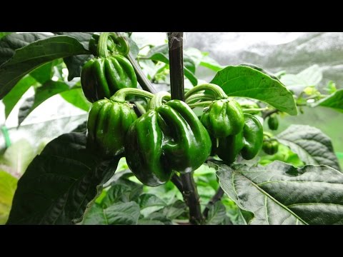 2015 Super Hot Peppers Growing Season - Ep. 07: Topping and Grafting Peppers Video