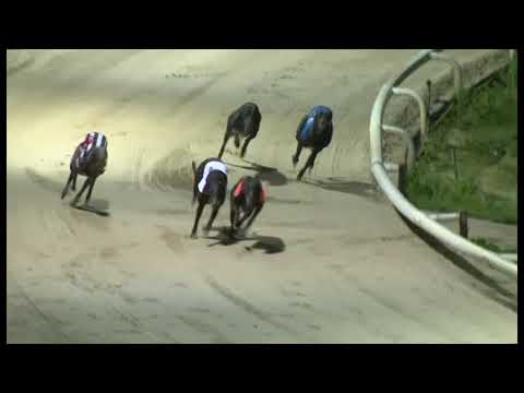 Winetavern Curly - Seasons Scaffolding Puppy Trophy - Heat 1