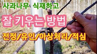 사과나무 식재하고 전정,유인,아상처리,적심 잘해서 나무 잘 키우는 방법