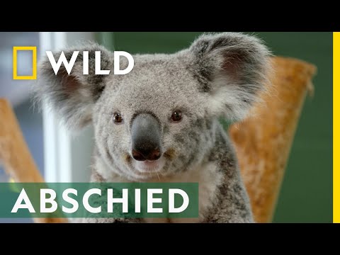 Tschüss, du süßer Koala! | Zoogeflüster