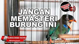 Download lagu 🔴Tengkek Buto Gacor Lagu Lelah Pasti Mudah Ditiru❗️ mp3
