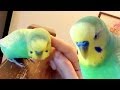 Смешной говорящий попугай Филя 