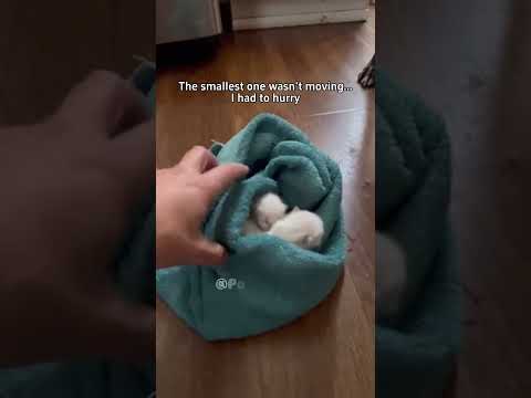 My Pitbull Came Home With a Kitten in His Mouth