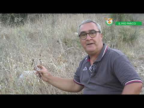 Videolezione n. 7 "Il Mio Parco": La Fauna