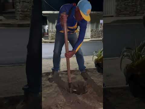 PLAN SEMBRANDO VIDA EMBELLECE LAS ÁREAS VERDES DEL PASEO BIOSALUDABLE EL LIBERTADOR EN LA CARPIERA