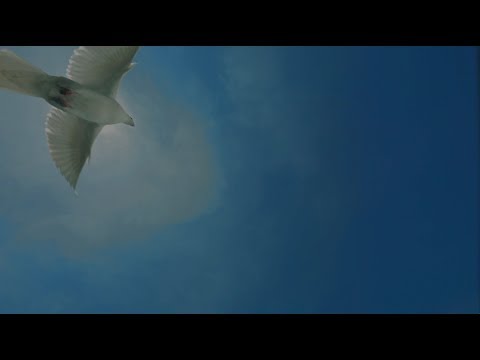 It's Not Yours! – Wings Shoud 2 highlights