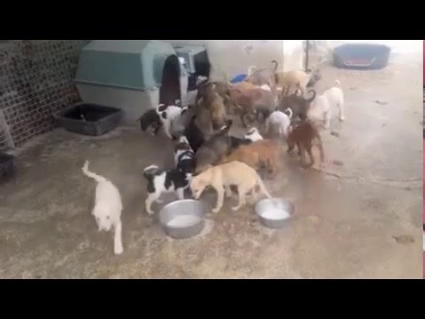 download lagu mp3 mp4 Adoption Petit Chien Espagne, download lagu Adoption Petit Chien Espagne gratis, unduh video klip Adoption Petit Chien Espagne