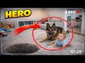 Dogs Protect Babies— Heartwarming Moments 🐶👶 DEFAULT Thumbnail