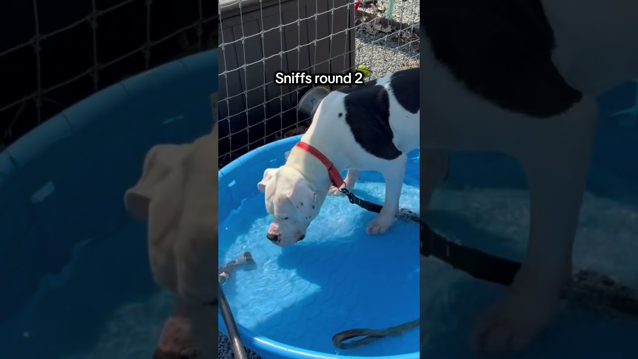Enlarge Dom, a Adoptable mixed breed in Birdsboro, PA video 6/6