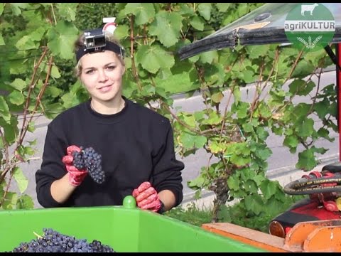 agriKULTUR: Stephanie - Es werde Wein