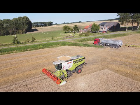 Claas Lexion 770 TerraTrac - Loonw.  De Bruyne - tarwe dorsen