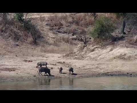 Djuma: Warthogs-family of four - 11:47 - 08/24/20