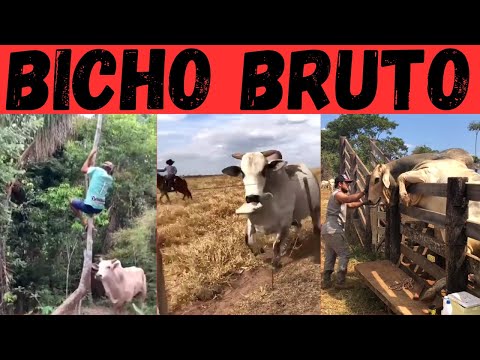 NELORE being NELORE. Brutal and meek!