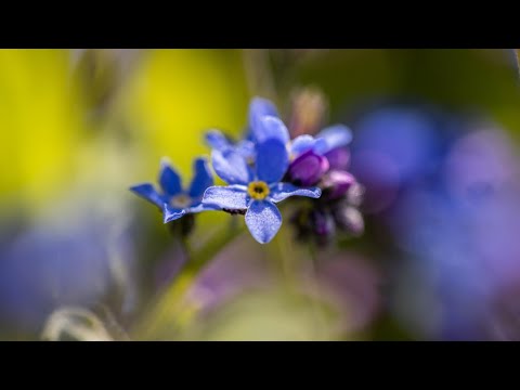 Niezapominajka, Skalnica, Żagwin - Kwitnące byliny w kwietniu