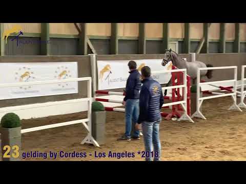 23 gelding by Cordess - Los Angeles *2018