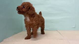 トイプードルの動画01