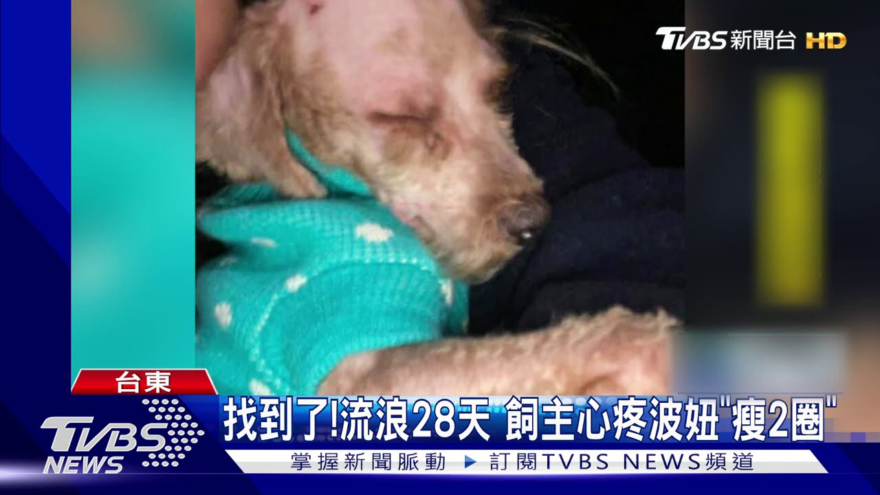 找到了！流浪28天　飼主心疼波妞「瘦2圈」