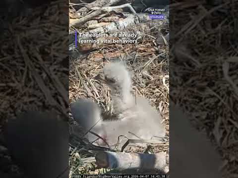 Jackie and Shadow's eaglets learn 'bonking'. See the video.