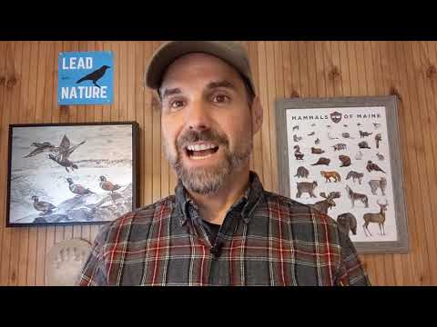 How to Mimic Bird Sounds