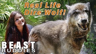 Yuki The Giant Wolf Dog | BEAST BUDDIES