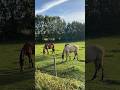 Pferdekoppel Und Pferde Mit Schwarzer Stute Und Falbe Fohlen Im Abendlicht Pferde Shorts Life