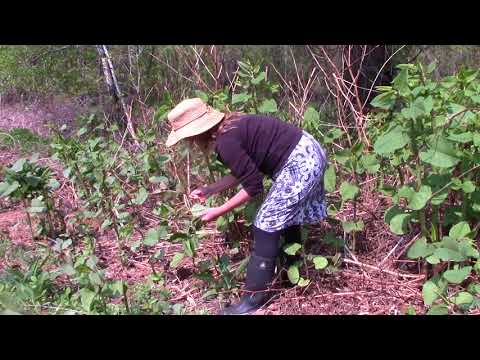 download lagu mp3 mp4 Rhubarb Substitute, download lagu Rhubarb Substitute gratis, unduh video klip Rhubarb Substitute