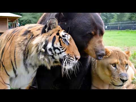 A Lion, a Bear, and a Tiger Are Best Friends?!🦁🐻🐯 How Is That Even Possible?!