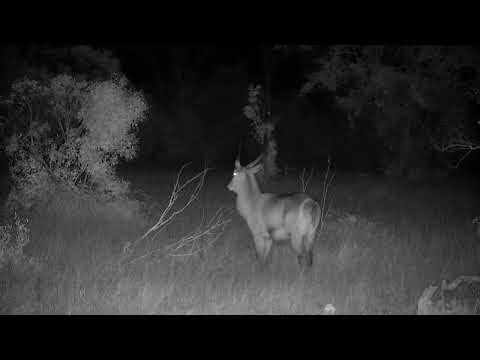 Djuma: Waterbuck bull on alert - 18:57 - 09/26/2022