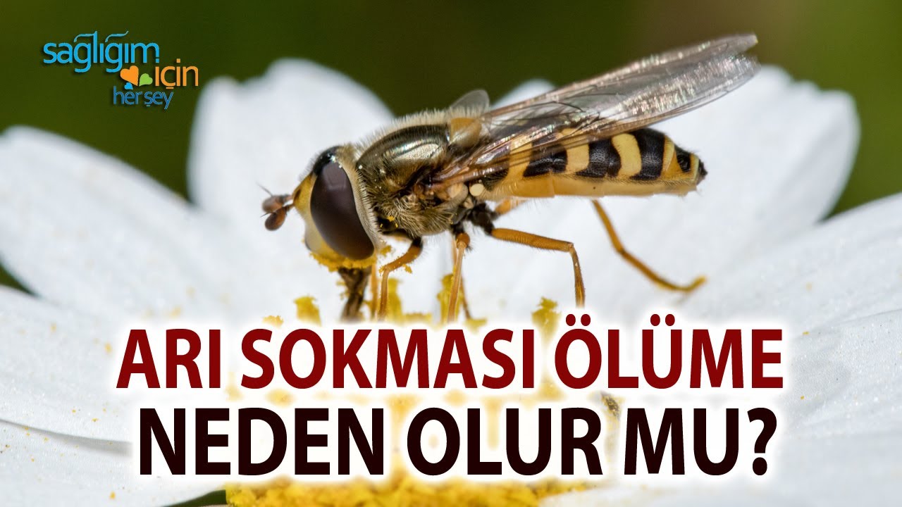 Arı Sokması Alerjisi Ölüme Neden Olur mu?