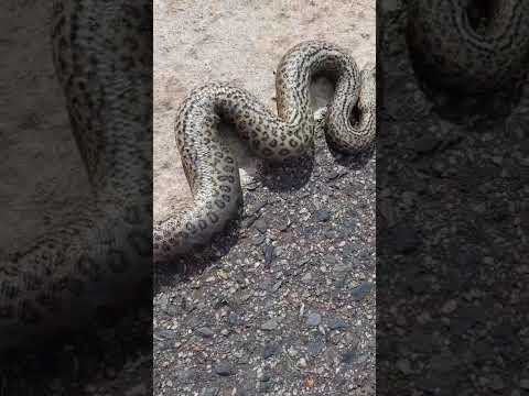 Cobra na MT 040.-Santo Antônio do Leverger-MT.