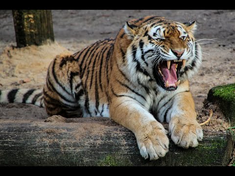 ⭐️OKOSÍTÓ⭐️Mit mondanak az állatok?🐈🐕🐓Állathangok képekkel - What do the animals say? 🐥🐎