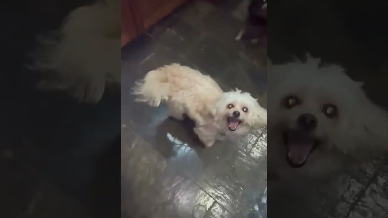 Ekko & Mimi, a Adoptable mixed breed in Downingtown, PA video 6/6