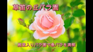 佐倉市草笛の丘バラ園