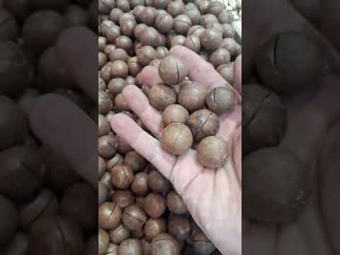 Organic Whole Macadamia Nuts