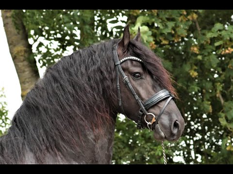 Stal Okkema's Hoite - Tsjalle x Tsjalke - stallion - 2018 - 1.61