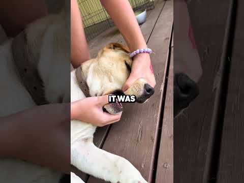 Dogs Love Cicadas 😭