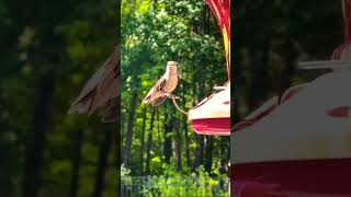 Humming bird#2023 #usa #brazil #uzbekistan #india #asia #hummingbird #love #ytshorts