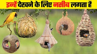 Download lagu ताजमहल भी फ़ैल है इस घोंसले के सामने | Most Beautiful Bird Nests in the World mp3