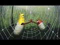 Laba Laba Spider Larva WildBrain Bahasa Indonesia