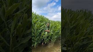 Download lagu Uncle Wu With His Beautiful White Ginger Lily #satisfying #flowers mp3 Download lagu Uncle Wu With His Beautiful White Ginger Lily #satisfying #flowers mp3