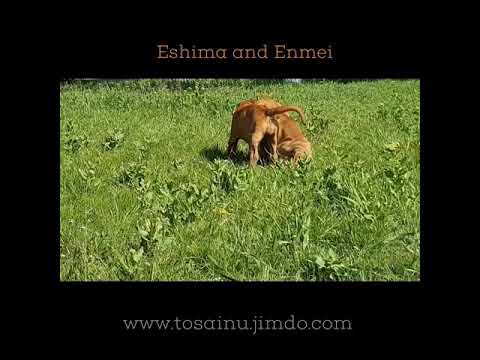 Жизнерадостные щенки Тоса