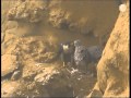 Peregrine Feeding Herring Gull Chicks PC 2001