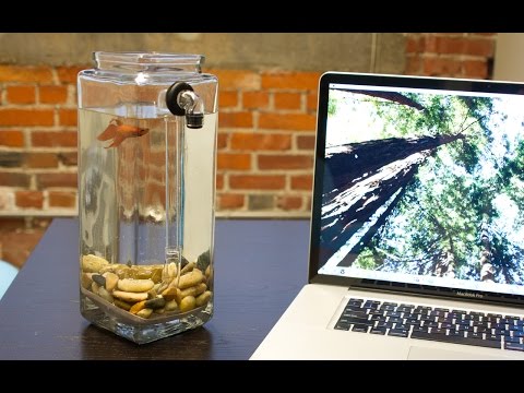 NoClean Aquariums - Betta Fish Tank