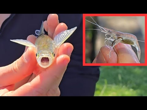 Pescando Pejerrey con Camarones en Laguna Chascomús 