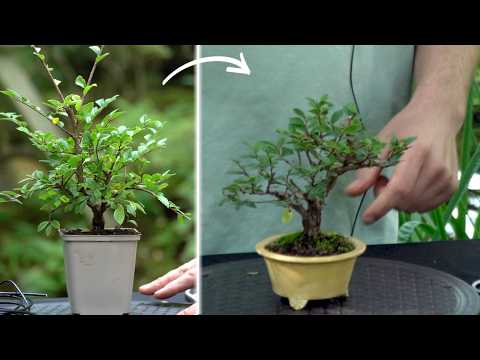 Developing a Chinese elm Bonsai