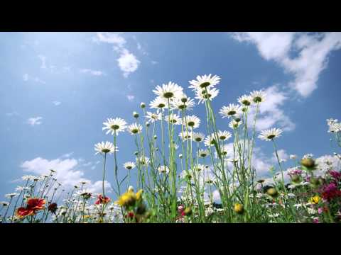 Ilya Malyuev - Sunshine Flowers