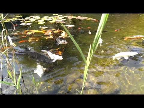 Pensiunea DELIA *** - Timisoara - Un colt din RAI... :)